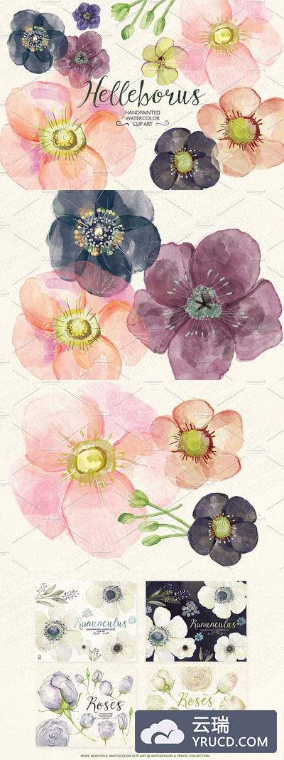 水彩花卉剪贴画素材 Watercolor hellebore flowers clipart