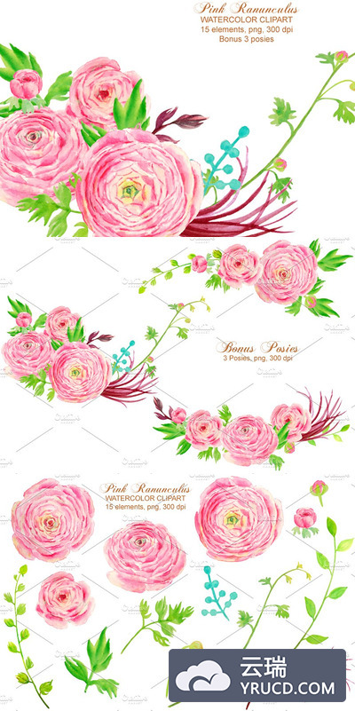 水彩插画素材 Watercolor Clipart Pink Ranunculus