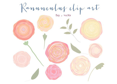 简单花卉素材 Ranunculus flowers clipart