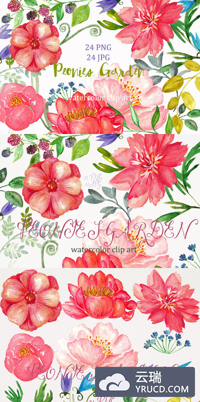 月季水彩花卉剪贴画 Peony garden. watercolor Clip Art