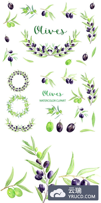 水彩橄榄剪贴画 Watercolor Olive Clipart