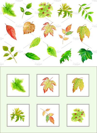水彩叶子插画 Watercolor Leaves Clipart