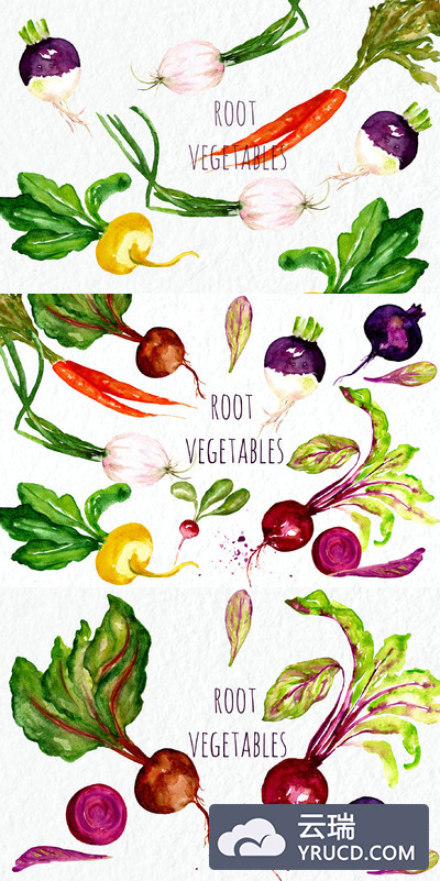 水彩蔬菜插画素材 Root vegetables. Watercolor Clipart