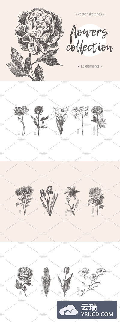 手绘花卉素描插画 Collection of hand drawn flowers