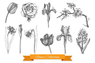 经典花卉插画 Vintage Flowers Collection