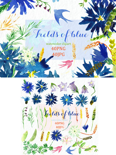 蓝色水彩矢车菊 Fields of blue Watercolor cornflower