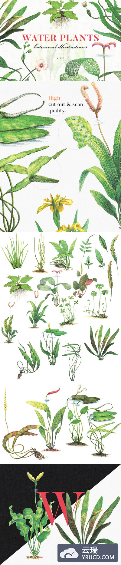 少见稀有的手绘水彩水生植物插画元素集合Vol.1