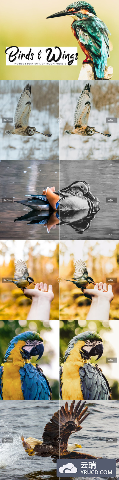 时尚高端Birds＆Wings移动和桌面Lightroom预设