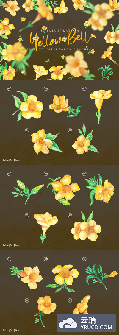 水彩 | 夏季黄色五瓣花瓣花卉植物叶子手绘插画元素素材