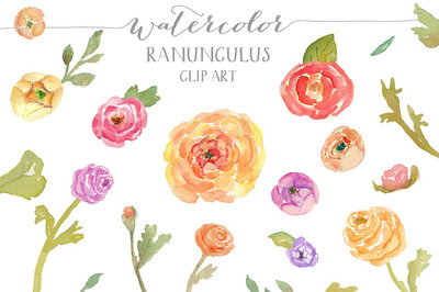 水彩毛茛属植物剪贴画 Watercolor Ranunculus Clip Art