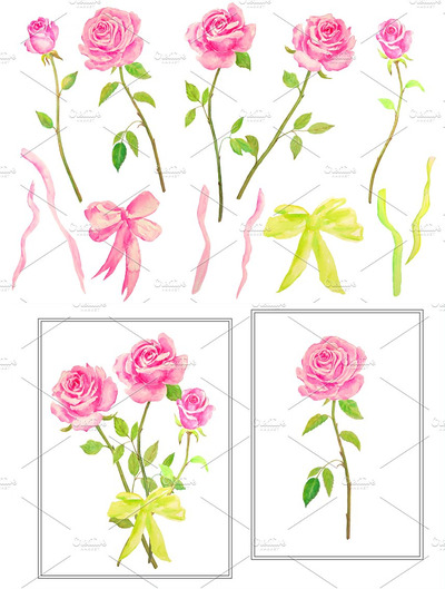 粉色水彩玫瑰插画 Watercolor Pink Roses