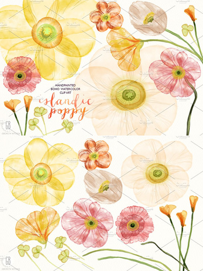 水彩花卉插画水彩 Watercolor islandic poppies flowers