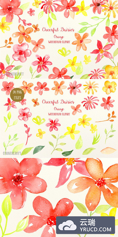 水彩雏菊插画素材 Watercolor Cheerful Daisies Orange