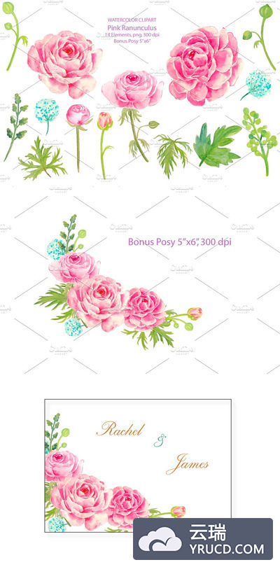 粉红花卉婚礼插画 Wedding Clipart Pink Ranunculus
