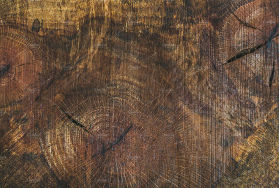 木纹材质背景纹理 Texture saw cut of the wood logs