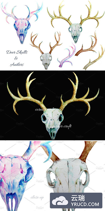 水彩鹿角插画 Watercolor Deer Skull clipart