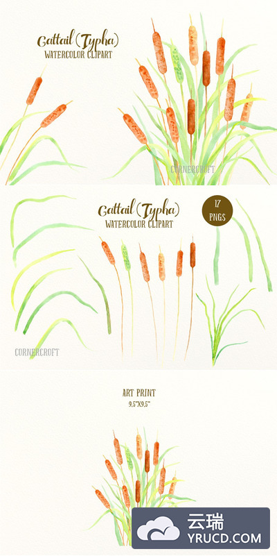 水彩灯芯草插画 Watercolor Clip Art Cattail Bulrush
