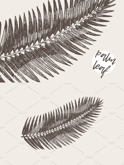 手绘棕榈叶素描插画 High detail hand drawn palm leaf