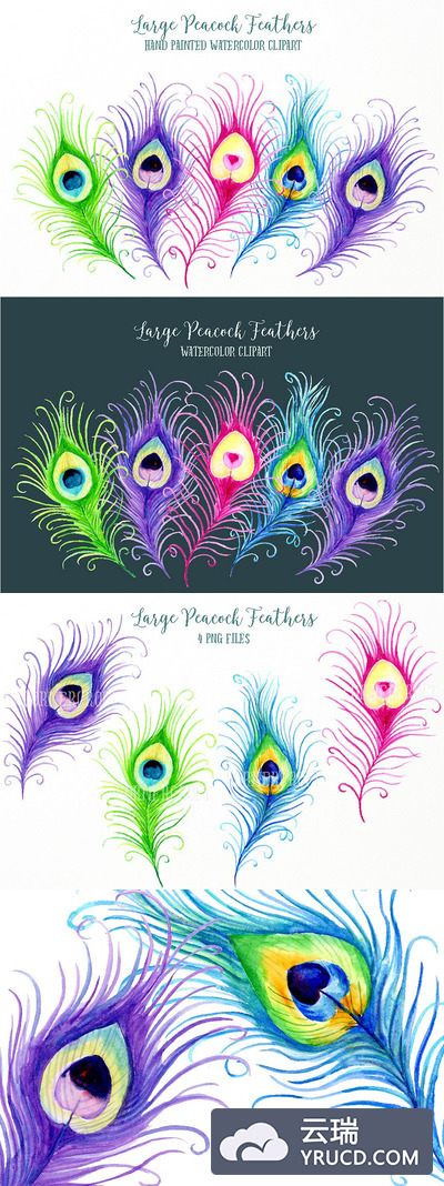水彩孔雀毛插画 Watercolor Peacock Feathers