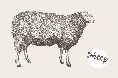 羊素描插画 Illustration of a sheep