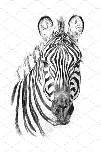 用手画的斑马肖像插画 Portrait of zebra drawn by hand