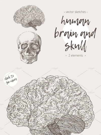 人脑与颅骨素描素材 Human brain and skull