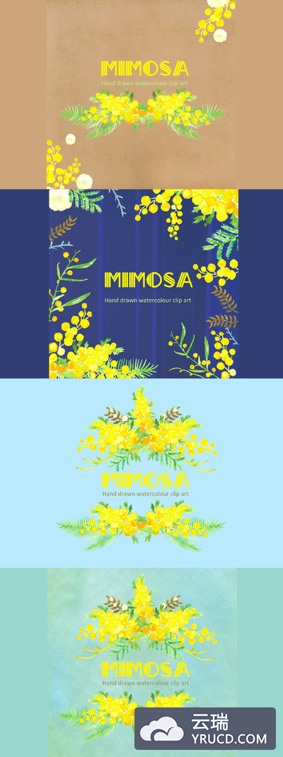 Mimosa  Watercolor Clipart