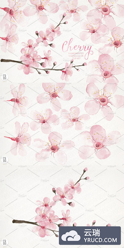 水彩樱花插画素材 Watercolor cherry blossom, spring