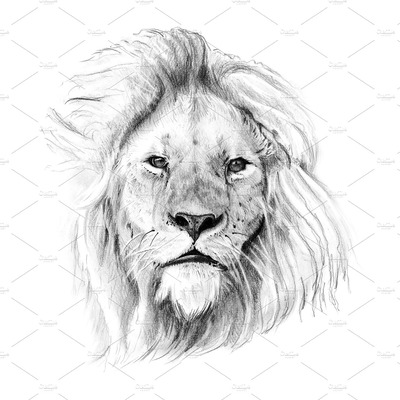 狮子素描插画 Portrait of lion drawn by hand