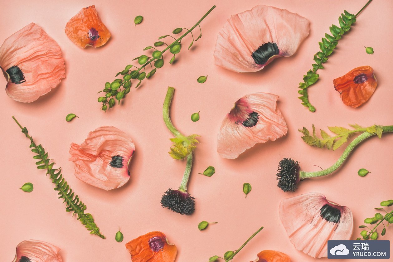 粉丝花卉图案背景 Pink and red flower petals, branches and leaves, top view