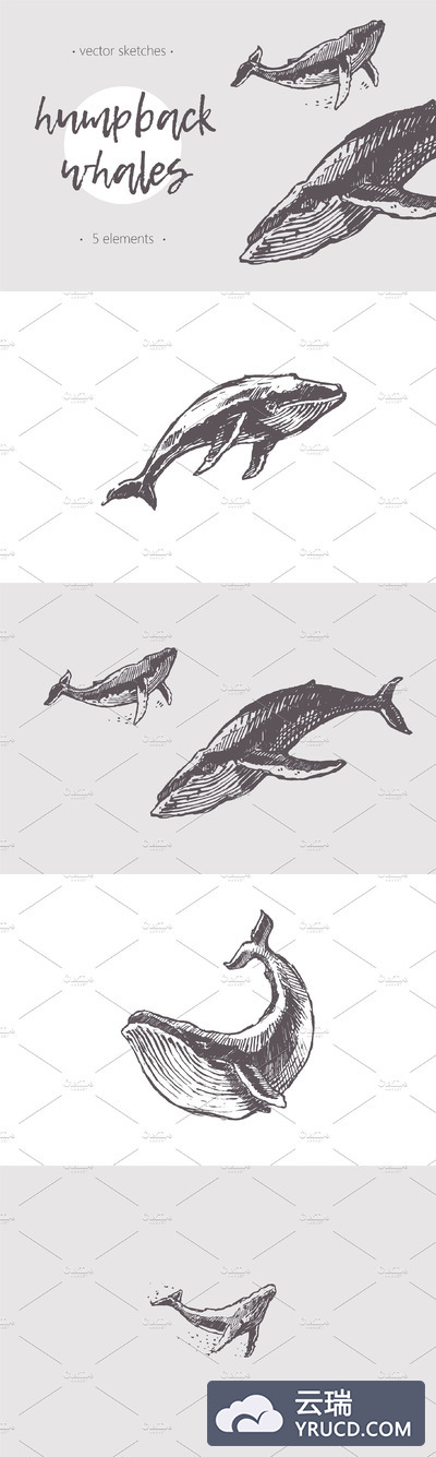 鲸鱼的素描插画 Sketches of humpback whales