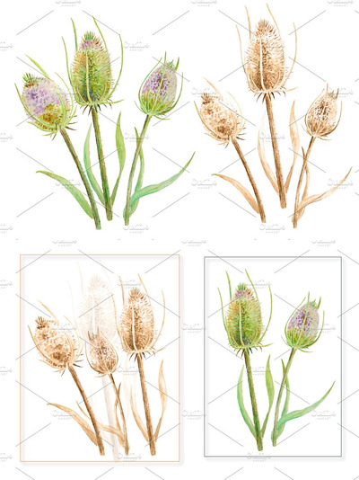 水彩花卉种子插画  Watercolor Thistle Seed Heads