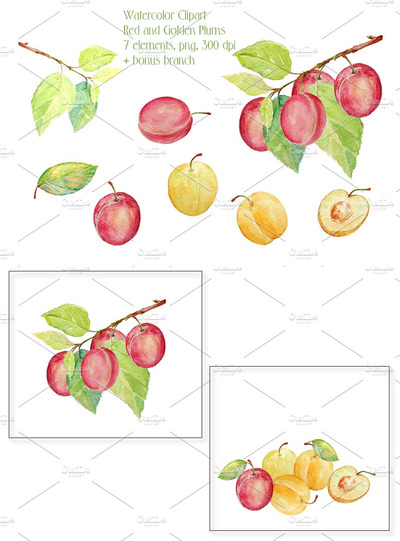 水彩桃子插画 Watercolor Red and Golden Plums