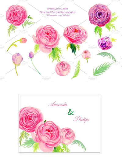 水彩婚礼花卉插画 Wedding Watercolor Ranunculus