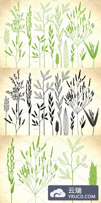 麦穗矢量插画 Wild herbs, bentgrass, wheat