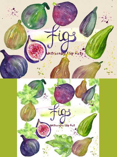 水彩水果插画 Figs fruits. Watercolor Clipart.