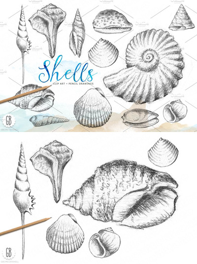 海洋贝壳素描素材 Shells, handdrawn pencil