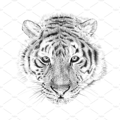 用手画的老虎肖像 Portrait of tiger drawn by hand