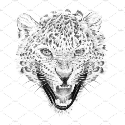 手工绘制的豹纹肖像素描 Portrait of leopard drawn by hand