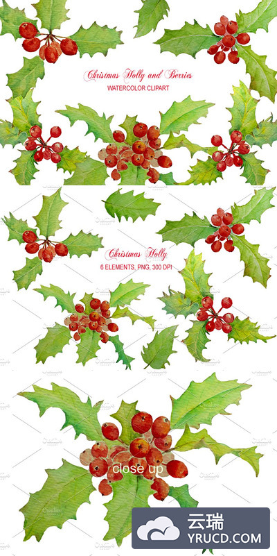 水彩圣诞节花卉素材 Watercolor Christmas Holly Berry