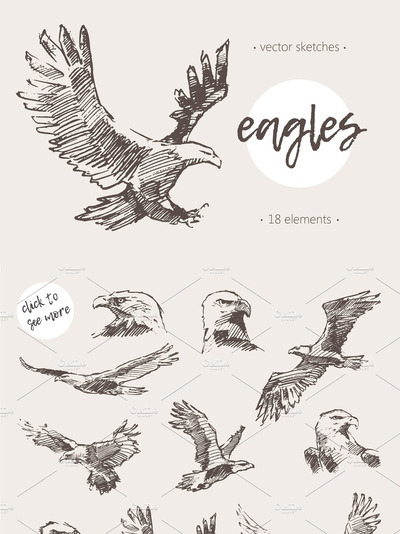 手绘老鹰插画 Collection of hand drawn eagles