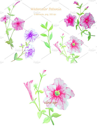 水彩牵牛花插画 Watercolor Flower Petunia