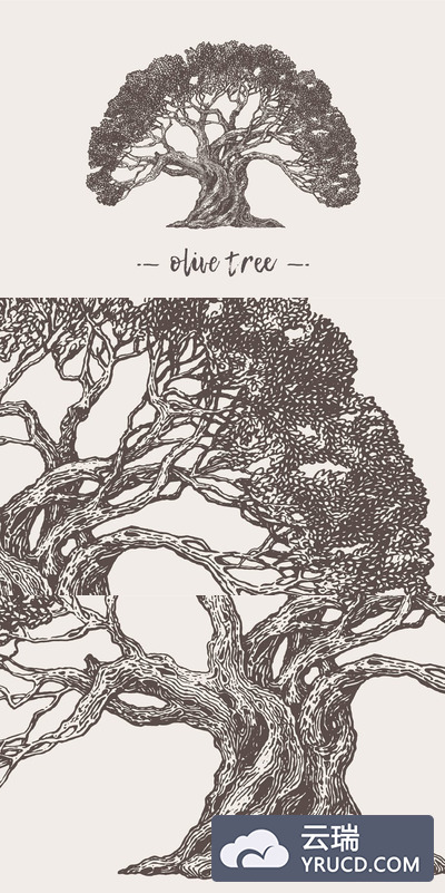 一棵老橄榄树的插图 Illustration of an old olive tree