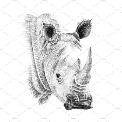 手工绘制的犀牛画像 Portrait of rhino drawn by hand