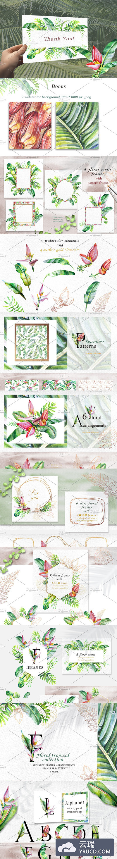 热带花卉绿色植物水彩插画合集