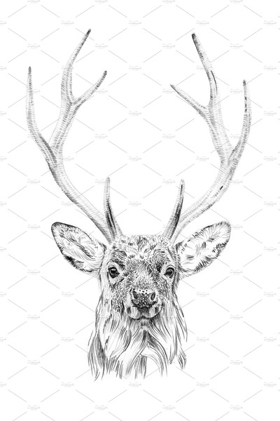 手绘鹿插画素材 Portrait of deer drawn by hand