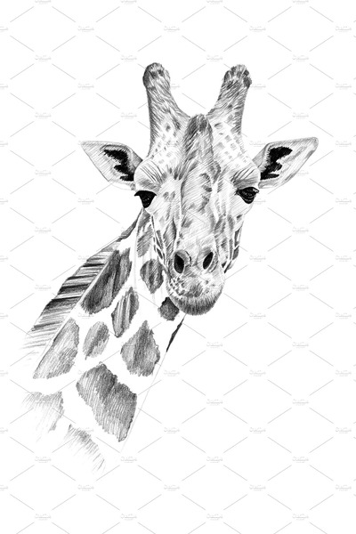手绘长颈鹿肖像插画 Portrait of giraffe drawn by hand