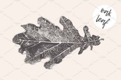 橡树叶子插图 Illustration of an oak leaf