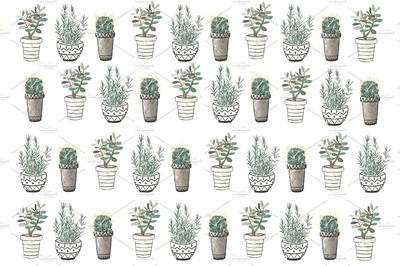 绿植素材插画 Cactus, rosemary and crassula
