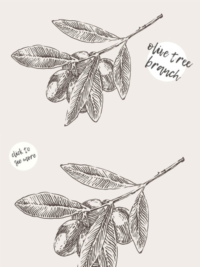 橄榄枝素描插画 Two olive tree branches